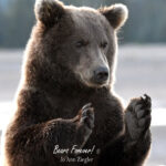 Shop Wyoming Brown Bears Photography Prints 8×10