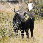 Shop Wyoming North American Grazers Photography Prints 8×10