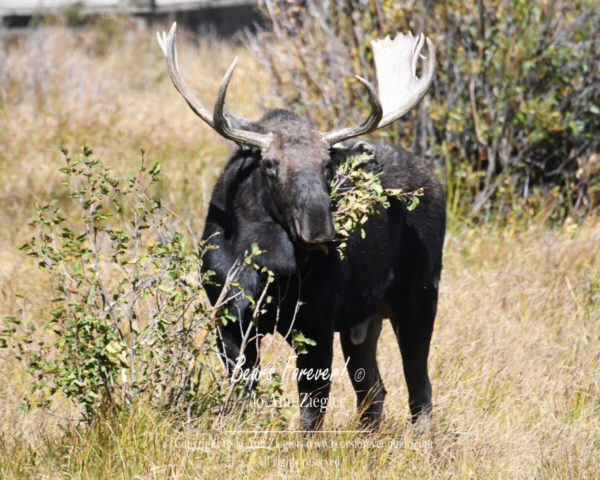 Shop Wyoming North American Grazers Photography Prints 8×10