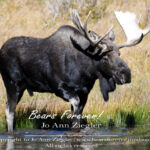 Shop Wyoming North American Grazers Photography Prints 8×10