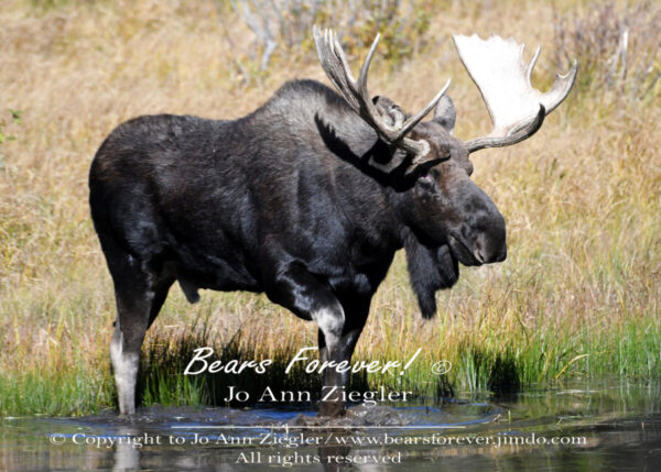 Shop Wyoming North American Grazers Photography Prints 8×10