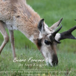 Shop Wyoming Buffalo & Antelope Critters Photography Prints 5X7