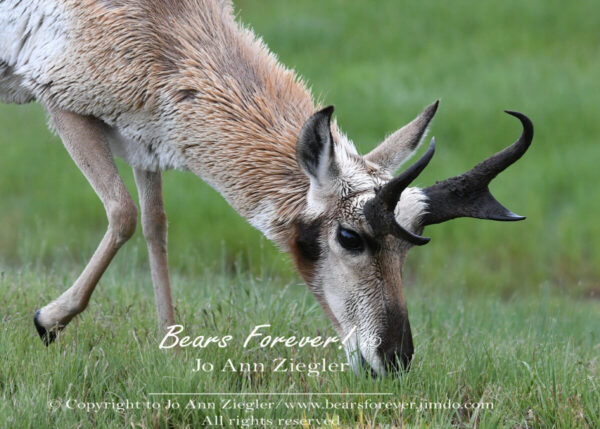 Shop Wyoming Buffalo & Antelope Critters Photography Prints 5X7