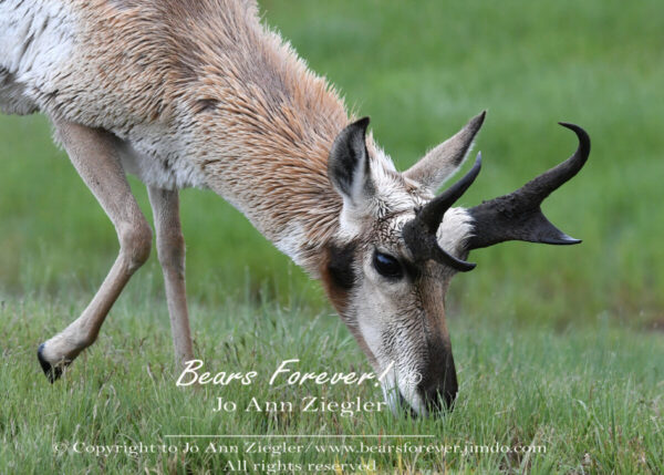 Shop Wyoming Buffalo & Antelope Critters Photography Prints 8×10