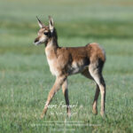 Shop Wyoming Buffalo & Antelope Critters Photography Prints 5X7