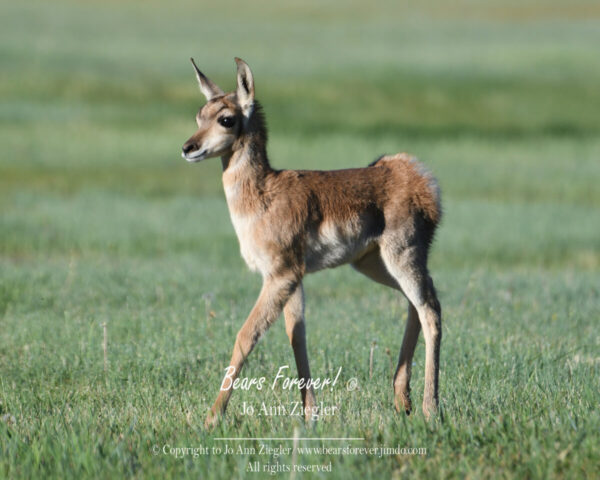 Shop Wyoming Buffalo & Antelope Critters Photography Prints 5X7