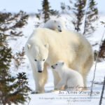 Shop Wyoming Polar Bears Photography Prints 8×10