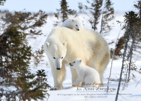 Shop Wyoming Polar Bears Photography Prints 5×7