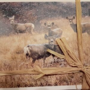 Shop Wyoming Wildlife Photo Notecards (Set of 12)