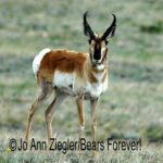 Shop Wyoming Buffalo & Antelope Critters Photography Prints 5X7