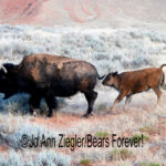 Shop Wyoming Buffalo & Antelope Critters Photography Prints 5X7