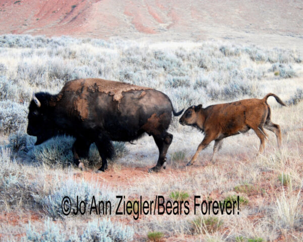 Shop Wyoming Buffalo & Antelope Critters Photography Prints 5X7