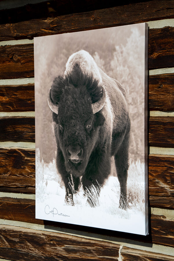 Shop Wyoming BUFF A. LO – Photographic Art Prints