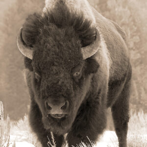 Shop Wyoming BUFF A. LO – Photographic Art Prints
