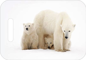 Shop Wyoming Polar Bears Luggage ID Tags