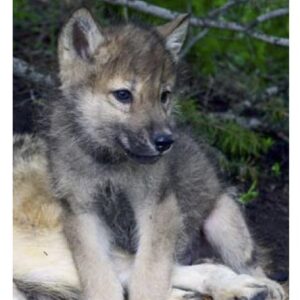 Shop Wyoming Wolf & Fox Luggage ID Tags