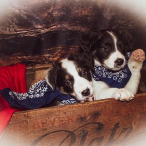 Shop Wyoming Everything Border Collie (12 photo cards)