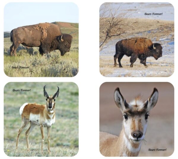 Shop Wyoming Sets of Four Wildlife Photography Coasters