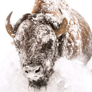 Shop Wyoming PERSEVERANCE – Photographic Art Prints