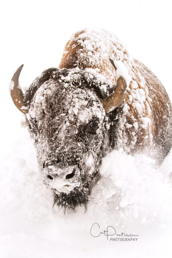 Shop Wyoming PERSEVERANCE – Photographic Art Prints