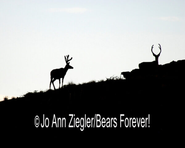 Shop Wyoming North American Grazers Photography Prints 8×10