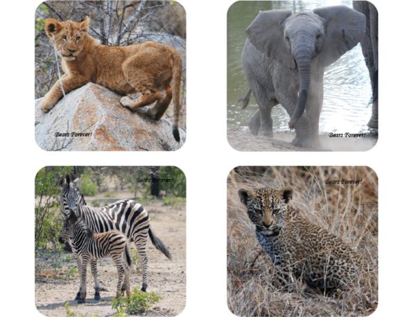 Shop Wyoming Sets of Four Wildlife Photography Coasters