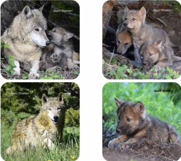 Shop Wyoming Sets of Four Wildlife Photography Coasters