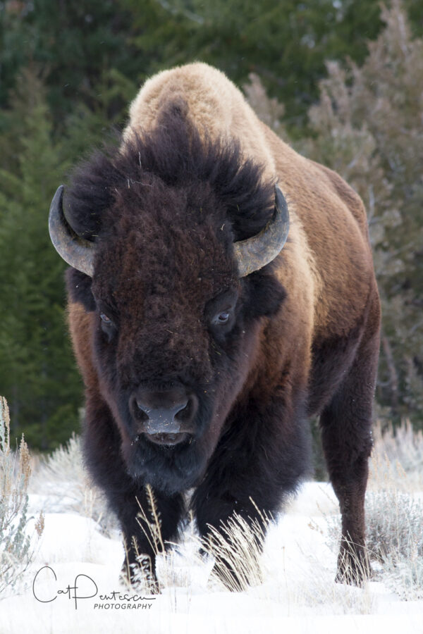 Shop Wyoming BUFF A. LO – Color Photographic Art Prints
