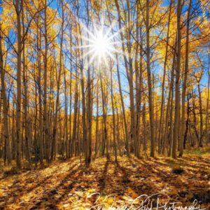 Shop Wyoming Nature Photo Cards (Set of 12)