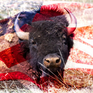 Shop Wyoming AMERICAN BUFFALO – Photographic Art Prints