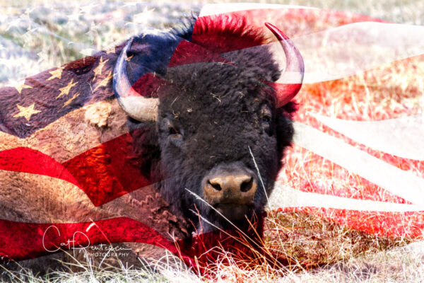 Shop Wyoming AMERICAN BUFFALO – Photographic Art Prints