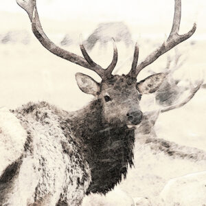 Shop Wyoming WILD WINTER – Photographic Art Prints