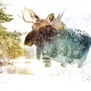 Shop Wyoming WINTER WALK – Photographic Art Prints