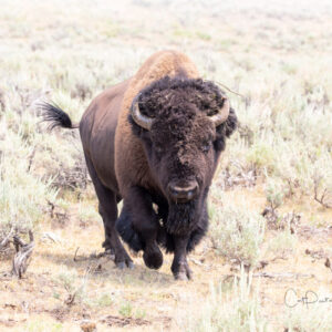 Shop Wyoming TATANKA – Photographic Art Prints