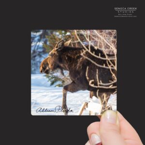 Shop Wyoming “Big Mama Moose Walking Through The Winter Snow” Mini Metal Print