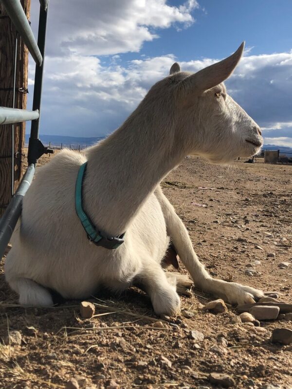 Shop Wyoming Elk Bugle-Mint Goat Milk Soap