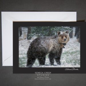 Shop Wyoming “Black Bear in the Snow” Photo Art Greeting Card