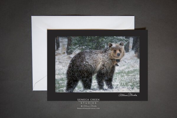 Shop Wyoming “Black Bear in the Snow” Photo Art Greeting Card