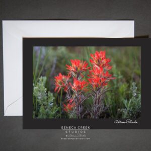 Shop Wyoming “Wyoming Indian Paintbrush Wildflower” Photo Art Greeting Card