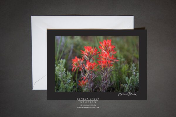 Shop Wyoming “Wyoming Indian Paintbrush Wildflower” Photo Art Greeting Card