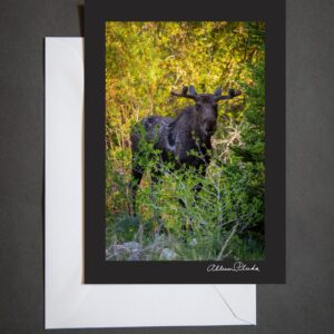 Shop Wyoming “Wyoming Moose in the Willows” Photo Art Greeting Card