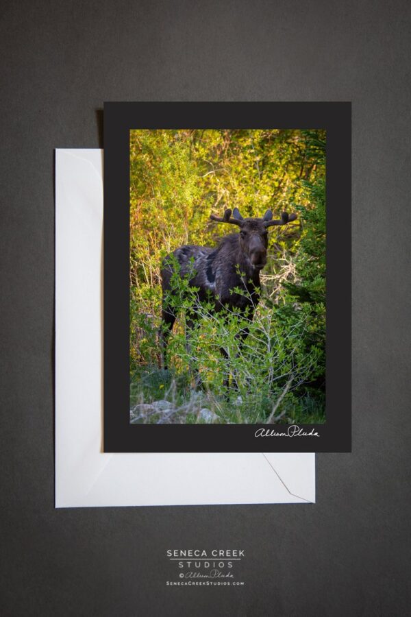 Shop Wyoming “Wyoming Moose in the Willows” Photo Art Greeting Card