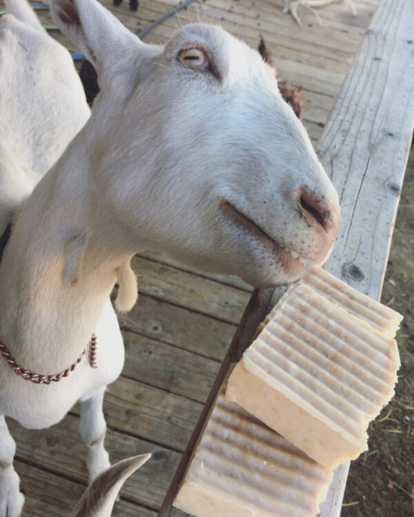 Shop Wyoming Naked Goat Oatmeal Honey – Goat Milk Soap