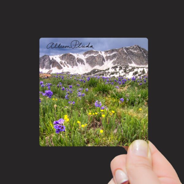 Shop Wyoming “Spring Sky Pilot Flowers and the Snowy Range Mountains, Wyoming” Mini Metal Print