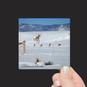 Shop Wyoming “Pronghorn Antelope Jumping Over Fence, Laramie Valley, Wyoming” Mini Metal Print