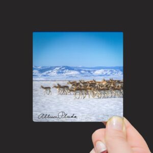 Shop Wyoming “Spring Herd of Pronghorn Antelope, Laramie Valley, Wyoming” Mini Metal Print