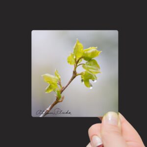 Shop Wyoming “Baby Aspen Leave in a Spring Rain, Wyoming” Mini Metal Print