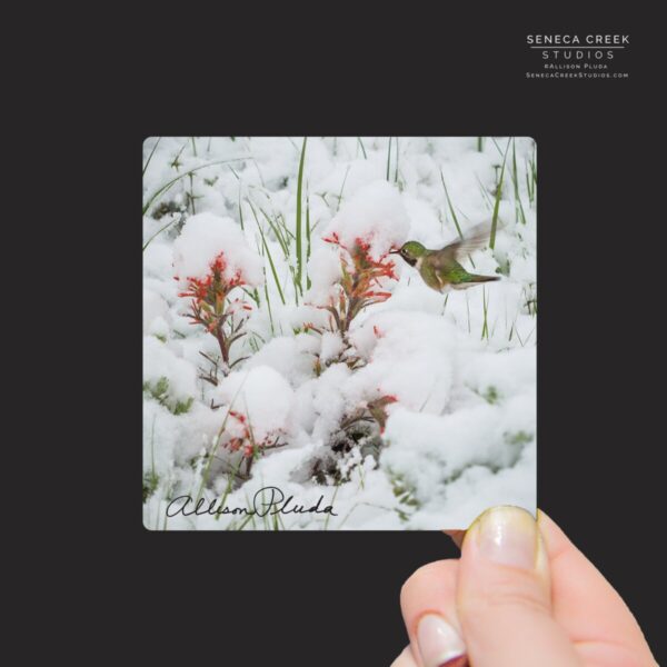 Shop Wyoming “Hummingbird and Indian Paintbrush Flowers in a Late June Snow, Wyoming” Mini Metal Print