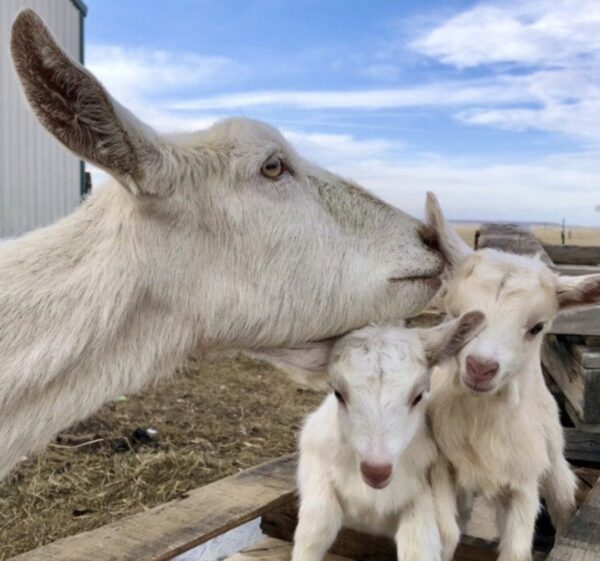 Shop Wyoming Goat milk Lotion