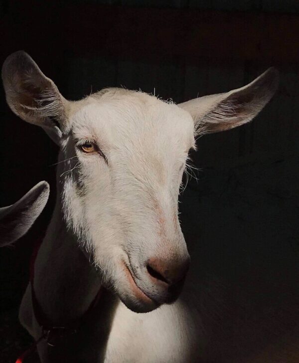 Shop Wyoming Elk Bugle-Mint Goat Milk Soap